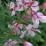 Epilobium angustifolium 'Stahl Rose'