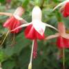Fuchsia magellanica 'Galadriel'