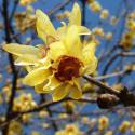 Chimonanthus praecox (Calicanto d'Inverno-Calycanthus)