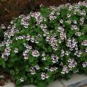 Erodium pelargoniflorum