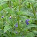 Caryopteris divaricata