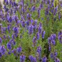 Hyssopus officinalis 'Caeruleus'