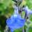 Salvia chamaedryoides 'Isochroma'
