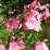 Salvia greggii 'Stormy Pink'