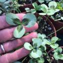 Trifolium repens 'Spring'