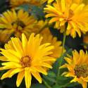 Heliopsis helianthoides 'Bressingham Doubloon'