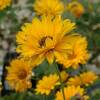 Heliopsis helianthoides 'Bressingham Doubloon'