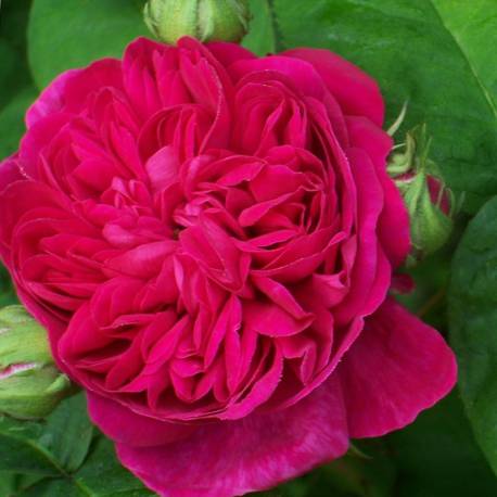 Rosa 'Rose de Rescht'