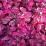 Iresine herbstii  'Red Heart'