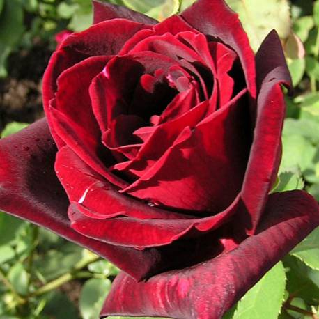 Rosa 'Papa Meilland'