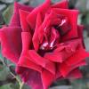 Rosa 'Papa Meilland'