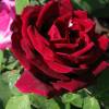 Rosa 'Papa Meilland'