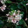 Begonia hydrocotyfolia