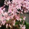 Begonia erythrophylla