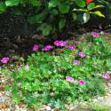 Geranium x sanguineum 'Elke'