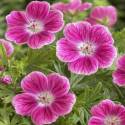 Geranium x sanguineum 'Elke'