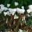 Cyclamen hederifolium 'Album'