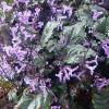 ﻿Plectranthus ecklonii 'Mona Lavender'