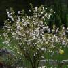 Prunus incisa ‘Kojo-no-mai’