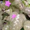 Pseuderanthemum alatum