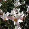 Tulipa clusiana 'Lady Jane'