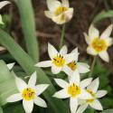 Tulipa turkestanica