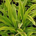 Carex siderosticha 'Island Brocade' sin. 'Shima-nishiki'