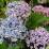 Hydrangea macrophylla 'Ayesha'