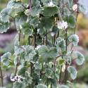 Glechoma hederacea ‘Variegata’