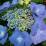 Hydrangea macrophylla 'Blaumeise'