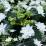 Hydrangea macrophylla 'Hanabi'