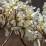 Amelanchier canadensis