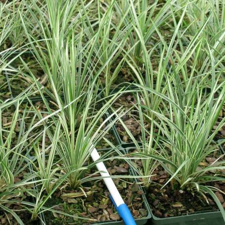 Ophiopogon japonicus 'Comet'