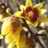 Chimonanthus praecox 'Grandiflorus' (Calicanto d'Inverno-Calycanthus)