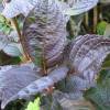 Hydrangea macrophylla 'Merveille Sanguine'