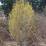 Cornus mas 'Golden Glory'