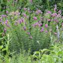 Dalea purpurea