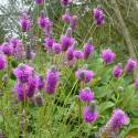 Dalea purpurea