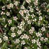 Cotoneaster dammeri 'Coral Beauty'