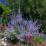 Perovskia atriplicifolia 'Blue Spire'