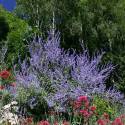 Perovskia atriplicifolia 'Blue Spire'