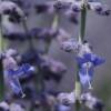 Perovskia atriplicifolia 'Blue Spire'