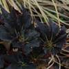 Begonia 'Black Fancy'