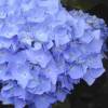 Hydrangea macrophylla 'Nikko Blue'