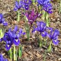 Iris reticulata (mix)