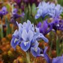 Iris reticulata (mix)