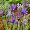Iris reticulata (mix)