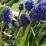 Muscari armeniacum 'Blue Spike'