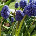 Muscari armeniacum "Blue Spike"