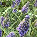 Muscari armeniacum "Blue Spike"